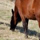 cebraduras marca primitiva caballo